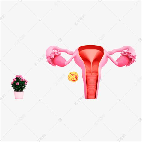 健康的女性宫颈图
