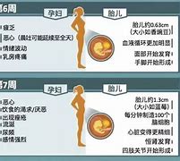 孕早期（1-12周）