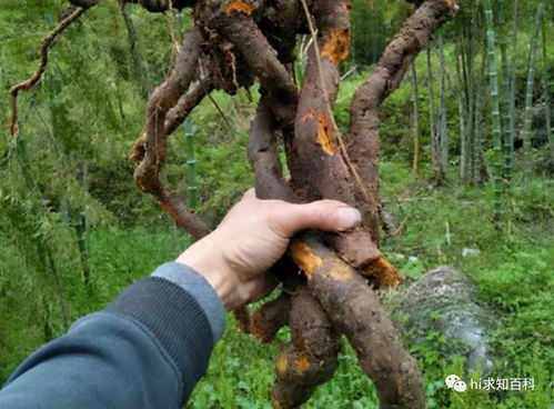 虎杖的功效与作用