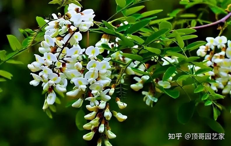 槐树花的作用与功效中医