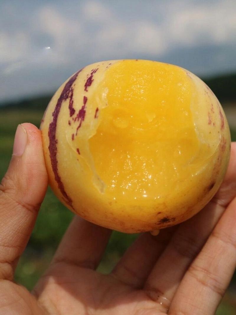 人参果功效与作用是什么