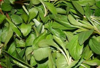 马兰头野菜的功效和作用及禁忌