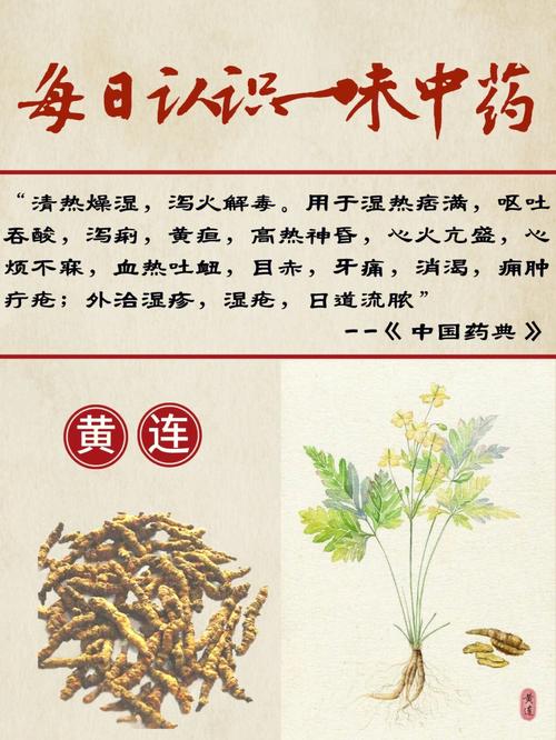 大黄的功效与作用