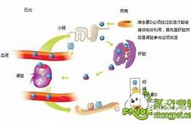 **骨骼健康的重要性与维生素的作用
-**
