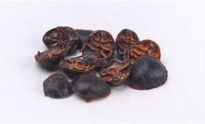 探秘土鳖虫自然界的健康宝藏