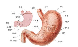胃炎症状及治疗培训心得体会