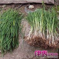 韭菜子的功效与作用服用方法