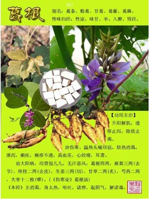 【葛根的神奇功效与作用，你了解多少？】