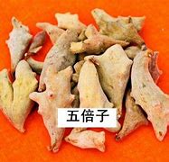 五倍子的功效与作用及用量