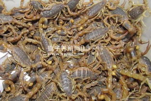 僵蚕加全蝎的功效与作用