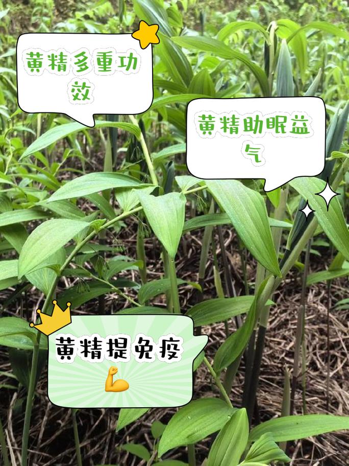 黄精的功效与作用及食用方法