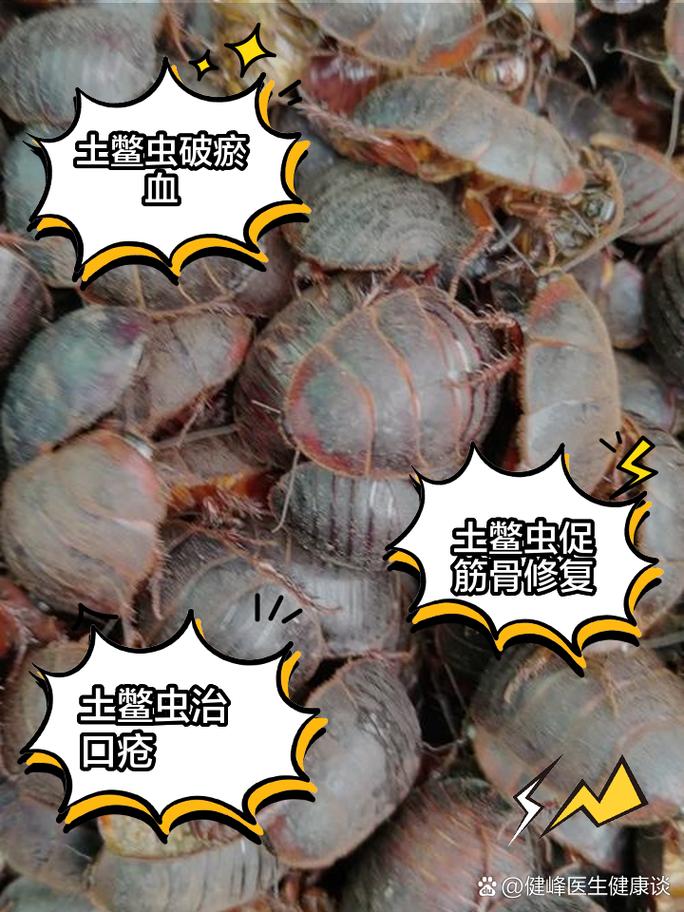 土鳖虫的功效作用与主治