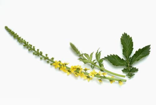 仙鹤草的功效和作用主治