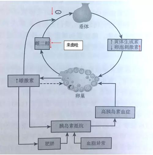 克罗米芬的作用与功效